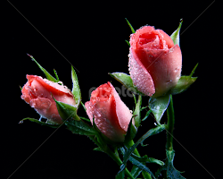 Pink Roses by Dale Frazier - Flowers Flower Arangements