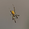 Elegant Lynx Spider
