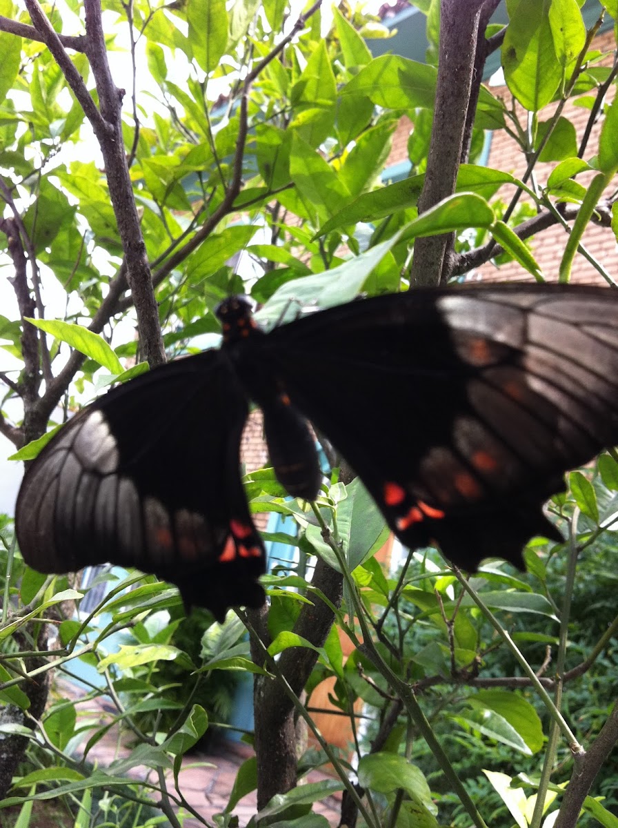 Black and orange butterfly
