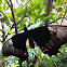 Black and orange butterfly