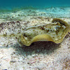 Yellow Stingray