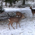 TrailCam Beta logo