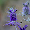 purple eryngo