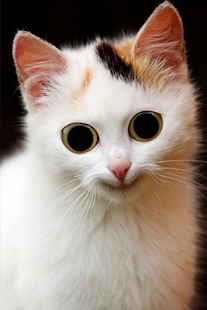 Free Funny Pictures APK for Android