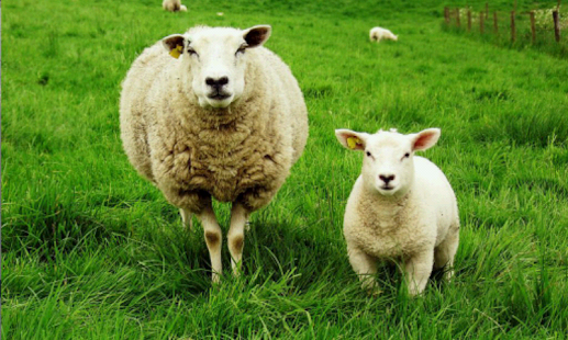 How to download Study of animals 1.1 apk for android