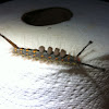 Fir tussock moth caterpillar