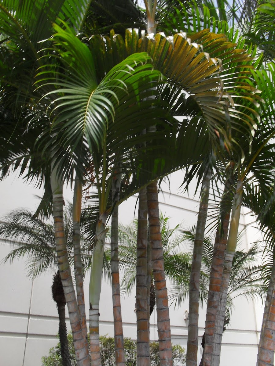 Areca Palm 