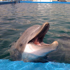 Dolphin