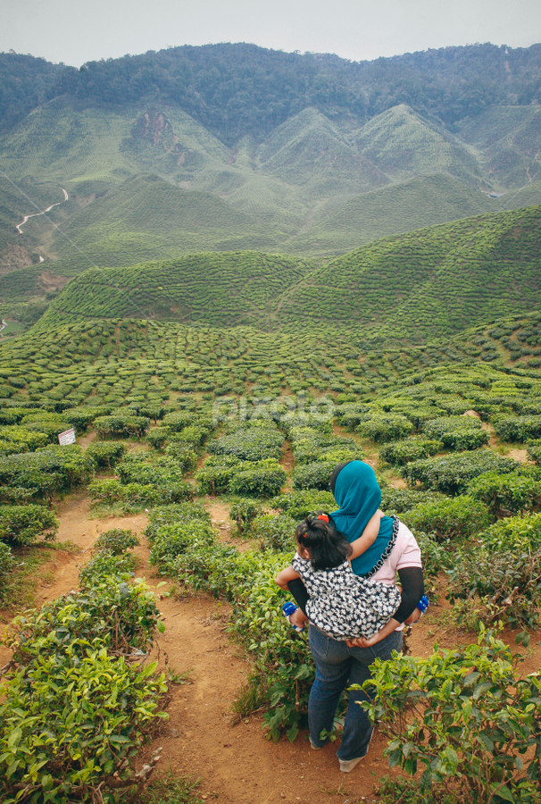 Cameron Highland Tea Plantation by Izwan Azman - Landscapes Mountains & Hills