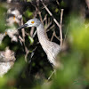 Yellow-crowned Night-Heron (immature)