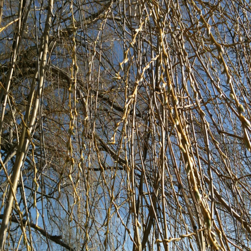 Weeping Willow twigs and buds