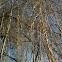 Weeping Willow twigs and buds