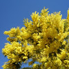 Mimosa, acacia mimosa o acacia australiana