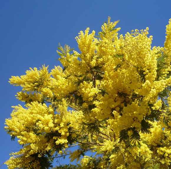Mimosa, acacia mimosa o acacia australiana | Project Noah