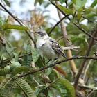 Galapagos Mockingbird