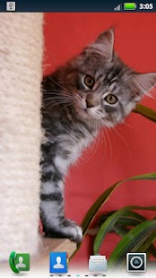 How to download Maine Coons Live Wallpaper 3.6.0.0 apk for android