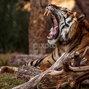 Tiger by Ken Bruce - Animals Lions, Tigers & Big Cats