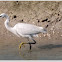 Western Reef-Egret