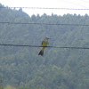 Tropical kingbird/Sirirí