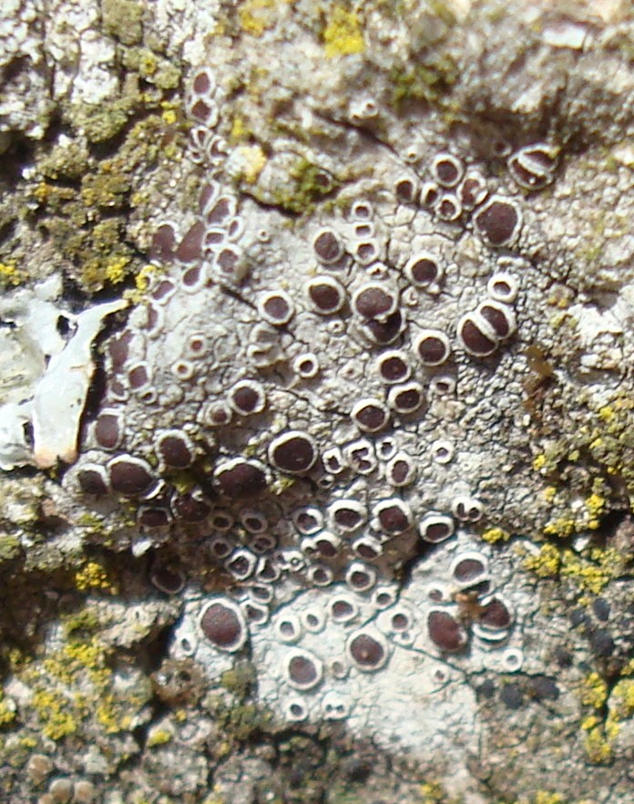Lichen Lecanora pulicaris
