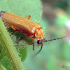 Cantárida (Cantharid beetle)
