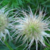 Pasqueflower (seedhead)