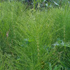 Horsetail plant