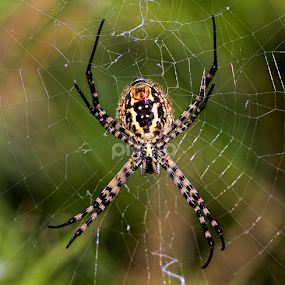 spider by Youssef Elboukhari - Animals Insects & Spiders