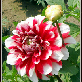 Dahlia  by Subhadeep Das - Flowers Single Flower