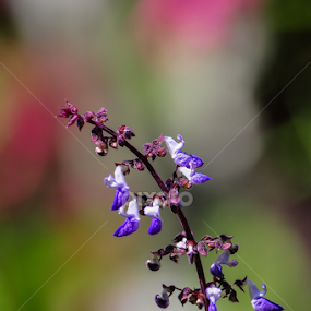 by Sulakkhana Chamara - Flowers Flowers in the Wild