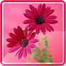 Flower Backgrounds Wallpapers Application icon