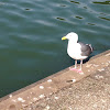 Western Gull