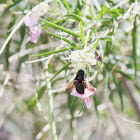 xylocopa (spp)