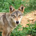 Indian grey wolf
