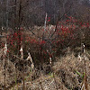 American Winterberry fruit