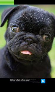 How to mod Hug a Pug patch 1.0.0 apk for android