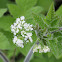 Clayton's sweetroot, sweet cicely