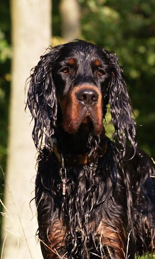 Gordon Setter Wallpapers