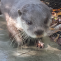 Asian Small Claw Otter