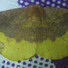 Rose Hooktip Moth