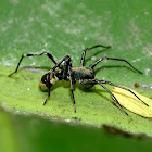 Ant-mimic spider ?