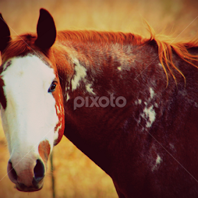 by BJ Williamson - Animals Horses