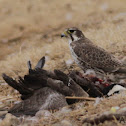 Prairie Falcon eating a Canada Goose