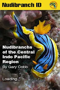 Nudibranch ID Indo Pacific
