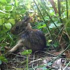 Eastern Cottontail (juvenile)