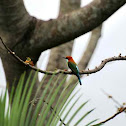 Blue throated Bee Eater