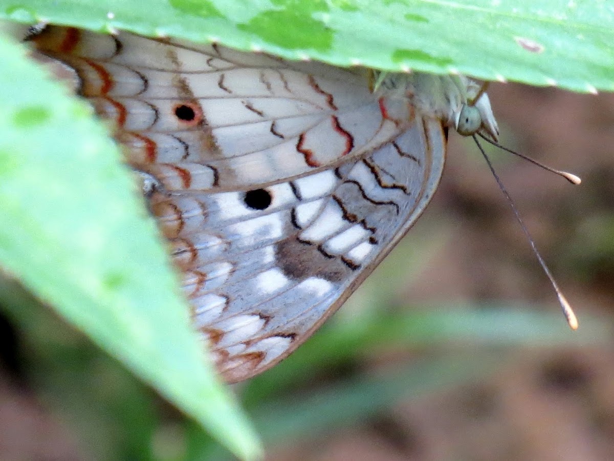 White Peacock butterfly