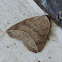 Thin-lined Owlet Moth