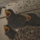 Black phoebe chicks
