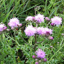 Creeping thistle